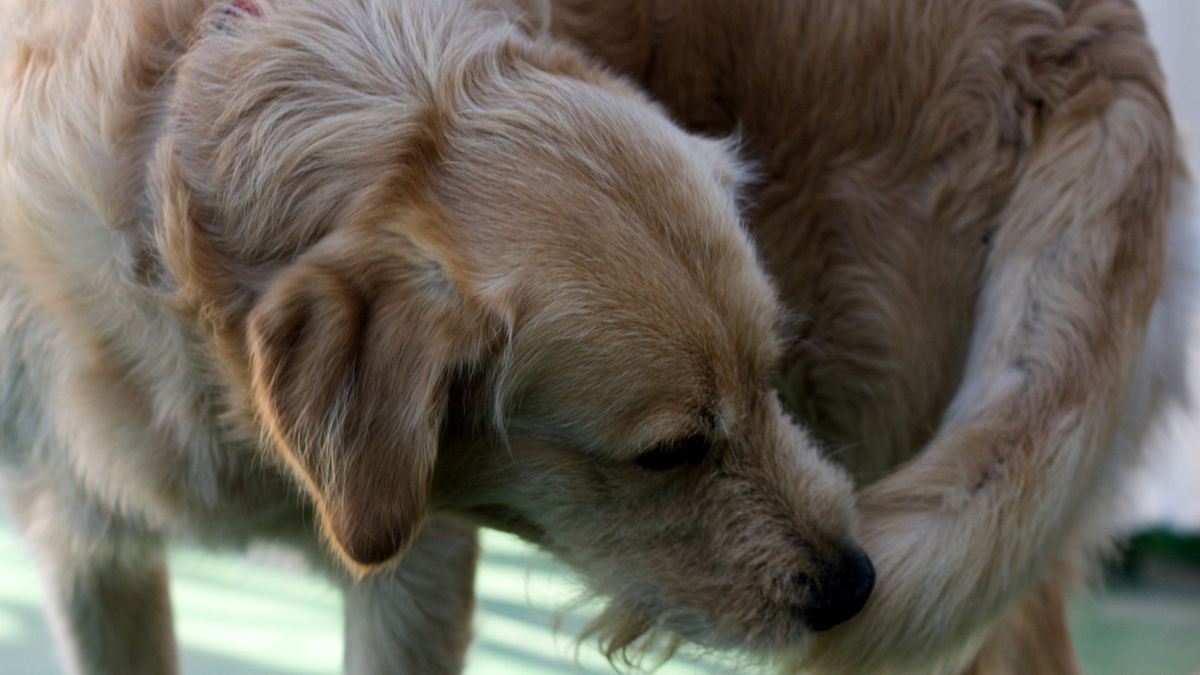 Can dogs be allergic to grass? Here's what to look out for PetsRadar