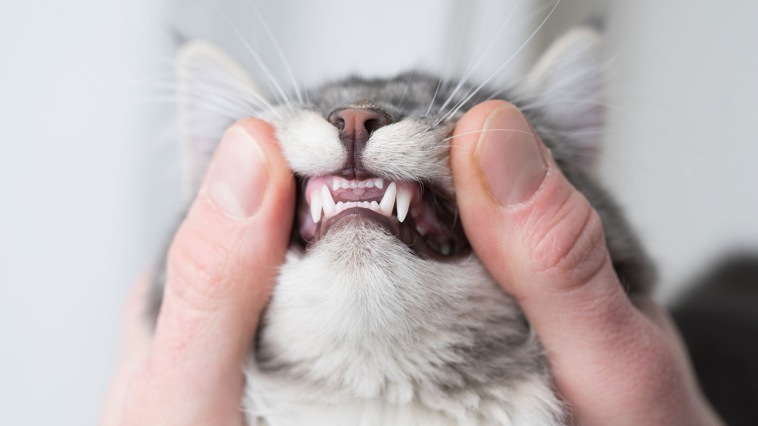 Dientes de gato: un gato al que le examinan los dientes