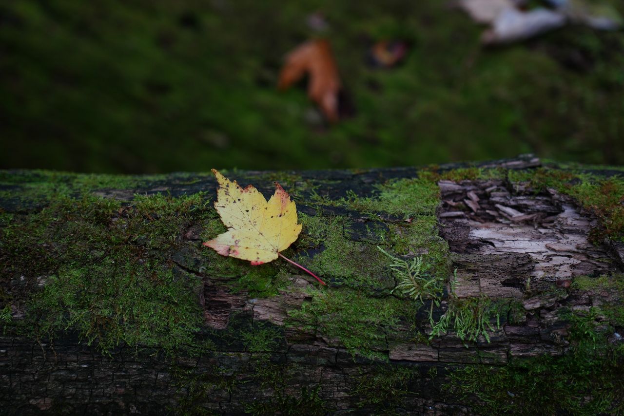 Sample images taken with the Tamron 16-50mm f/2.8 A and the Sony A6700