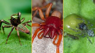 Three images of spiders together.