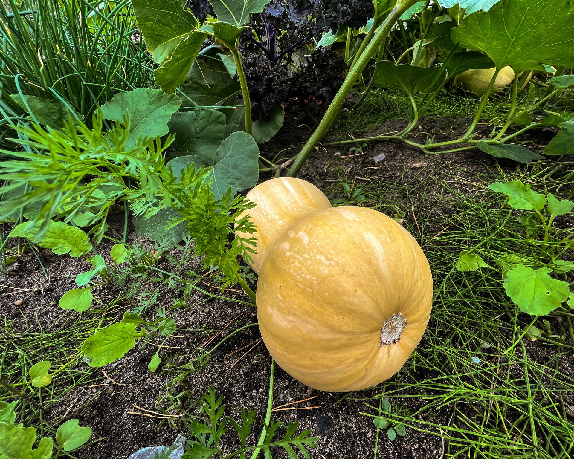 Butternut squash fruit and the whole plant in natural conditions.