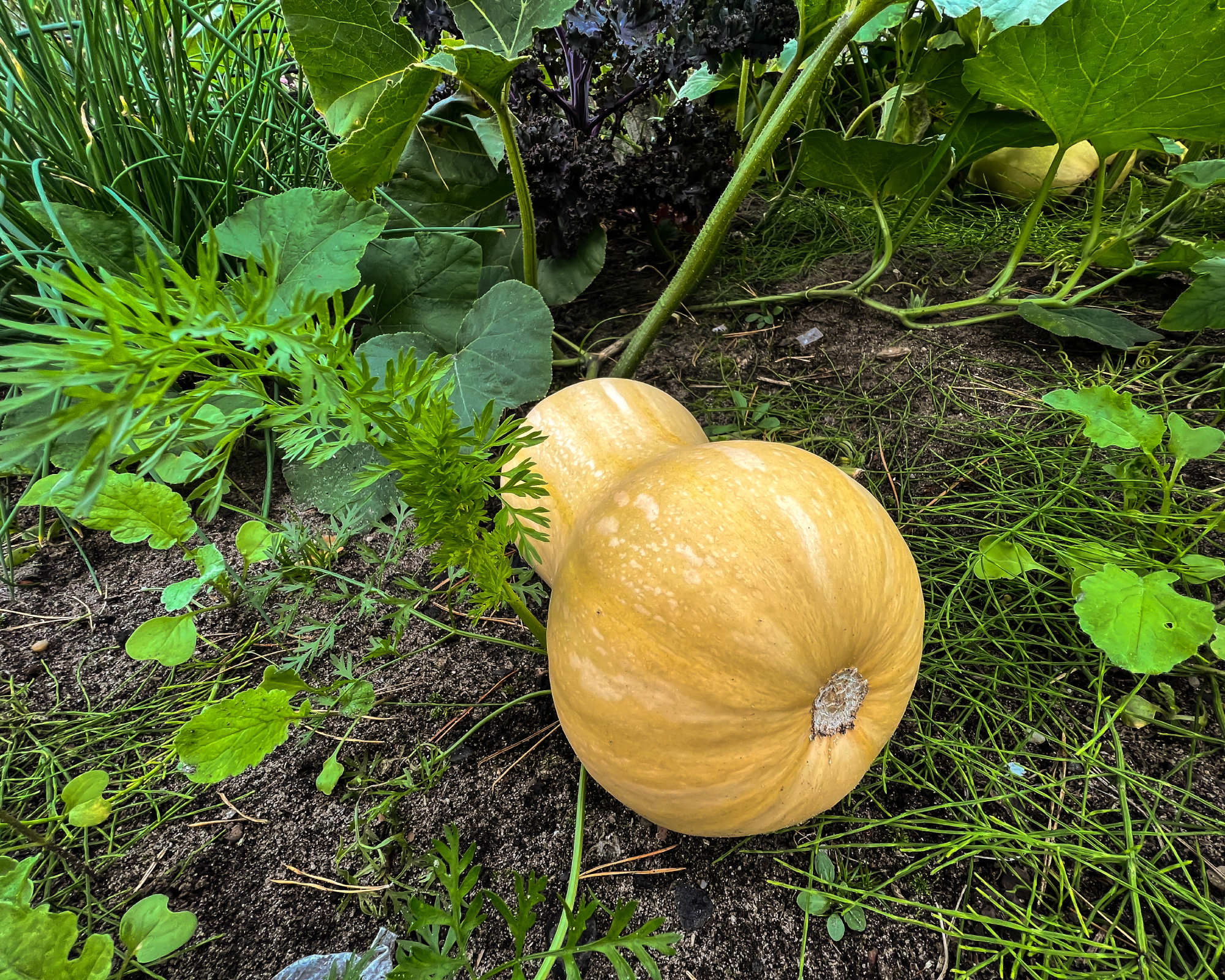 Butternut squash fruit and the whole plant in natural conditions.