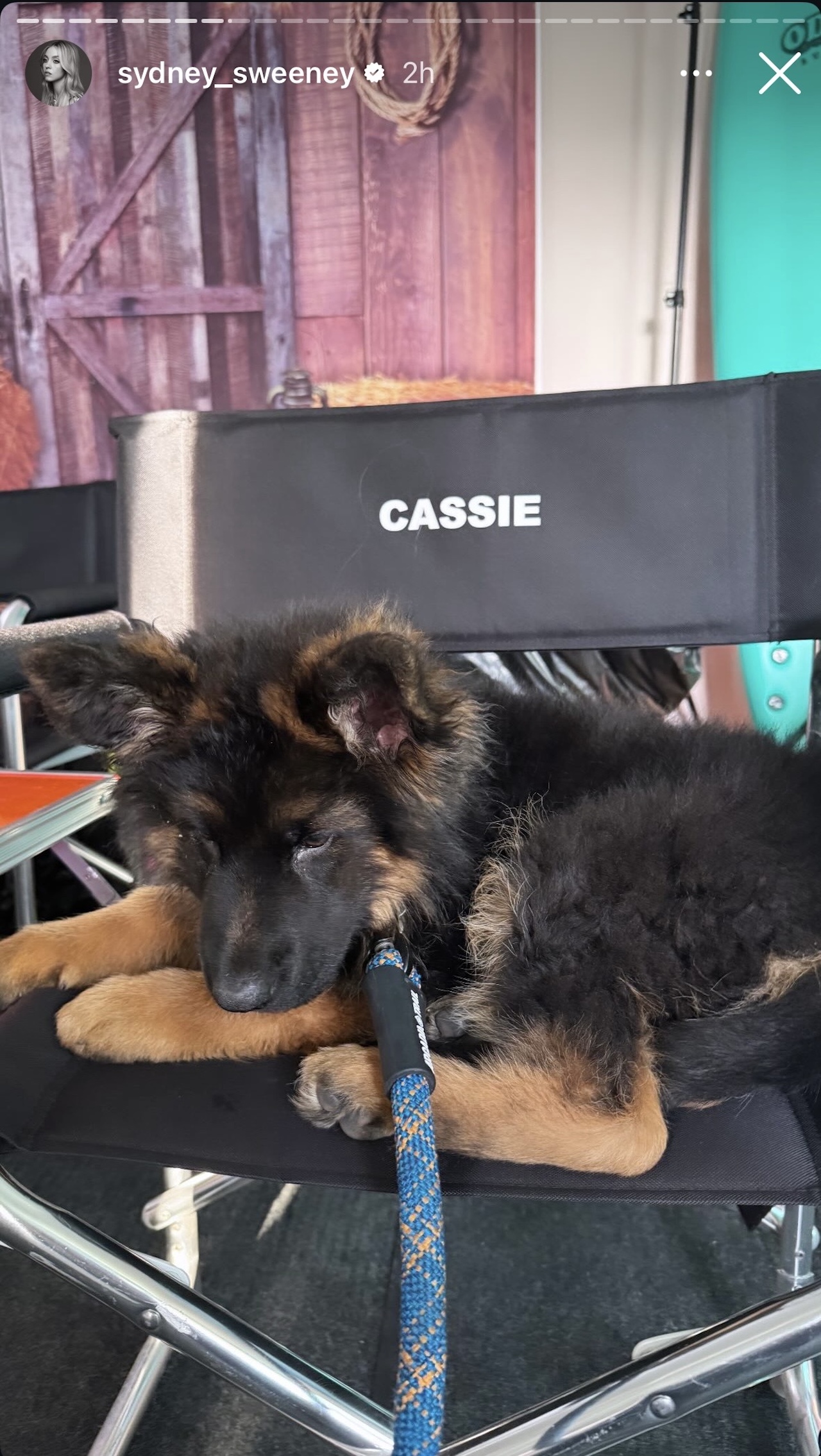 Sweeney's dog on her Euphoria set chair labeled &amp;quot;Cassie&amp;quot;.
