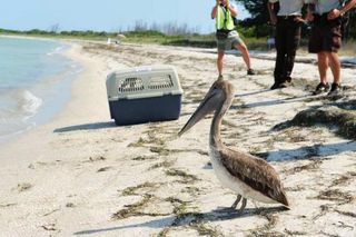 A Brown Pelican prepares to enter the water at the Egmont Key National Wildlife Refuge near St. Petersburg May 23, 2010. The bird was rescued and cleaned by U.S. Fish and Wildlife Service after being found oiled near Louisiana's coast.