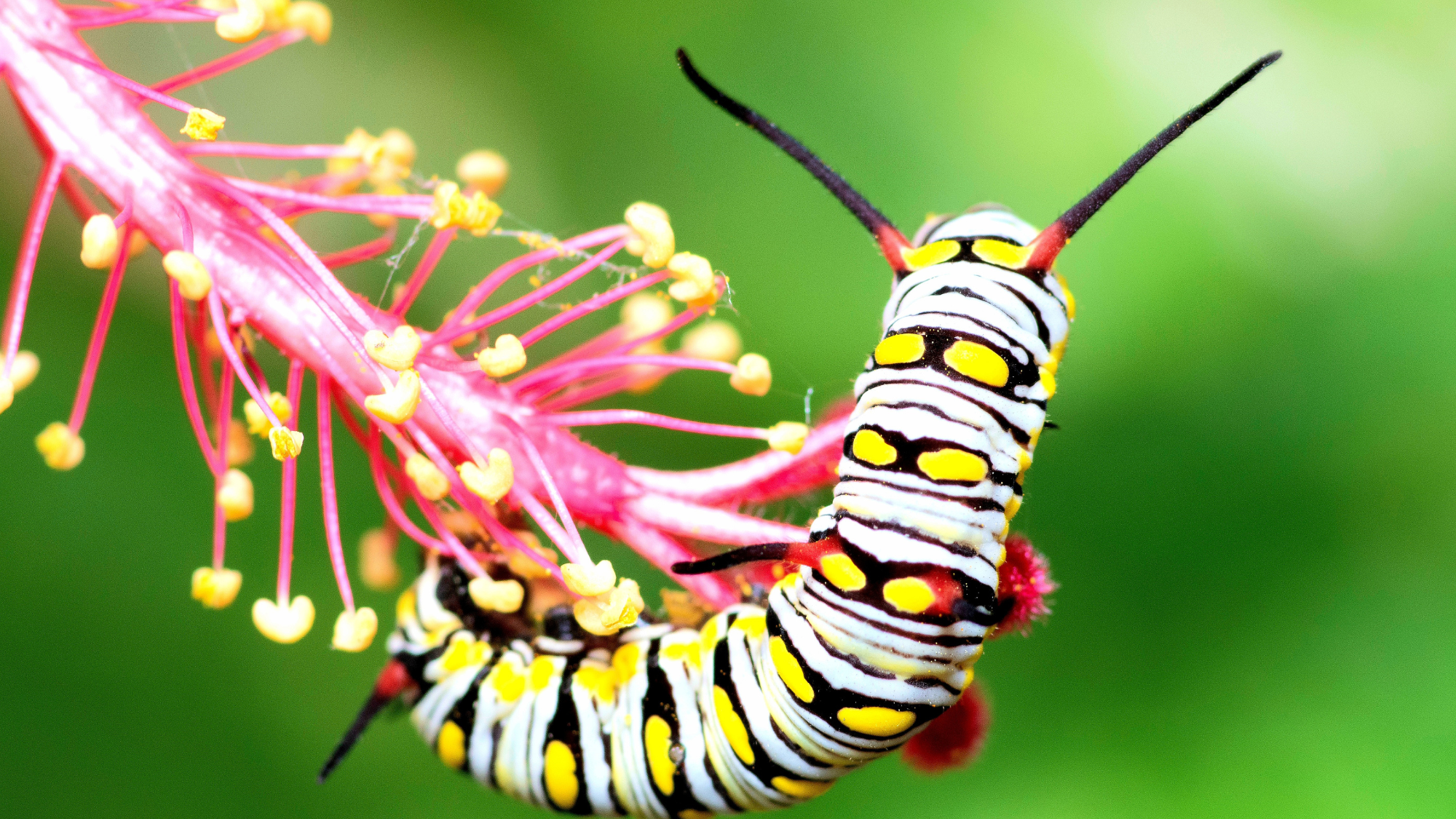 Caterpillar crawling on Red Hibiscus flower pollen - animal behavior.