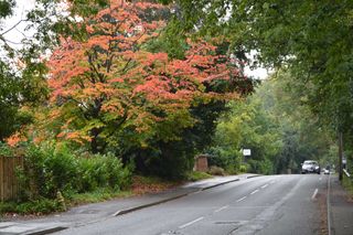 Leafy Surrey