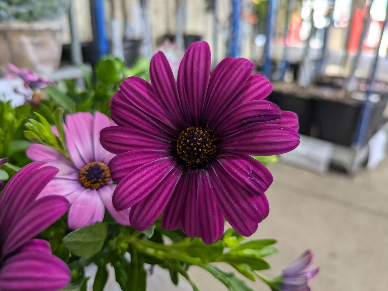 Google Pixel 8a macro sample.