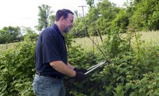 Man Pruning Black Raspberry Bushes
