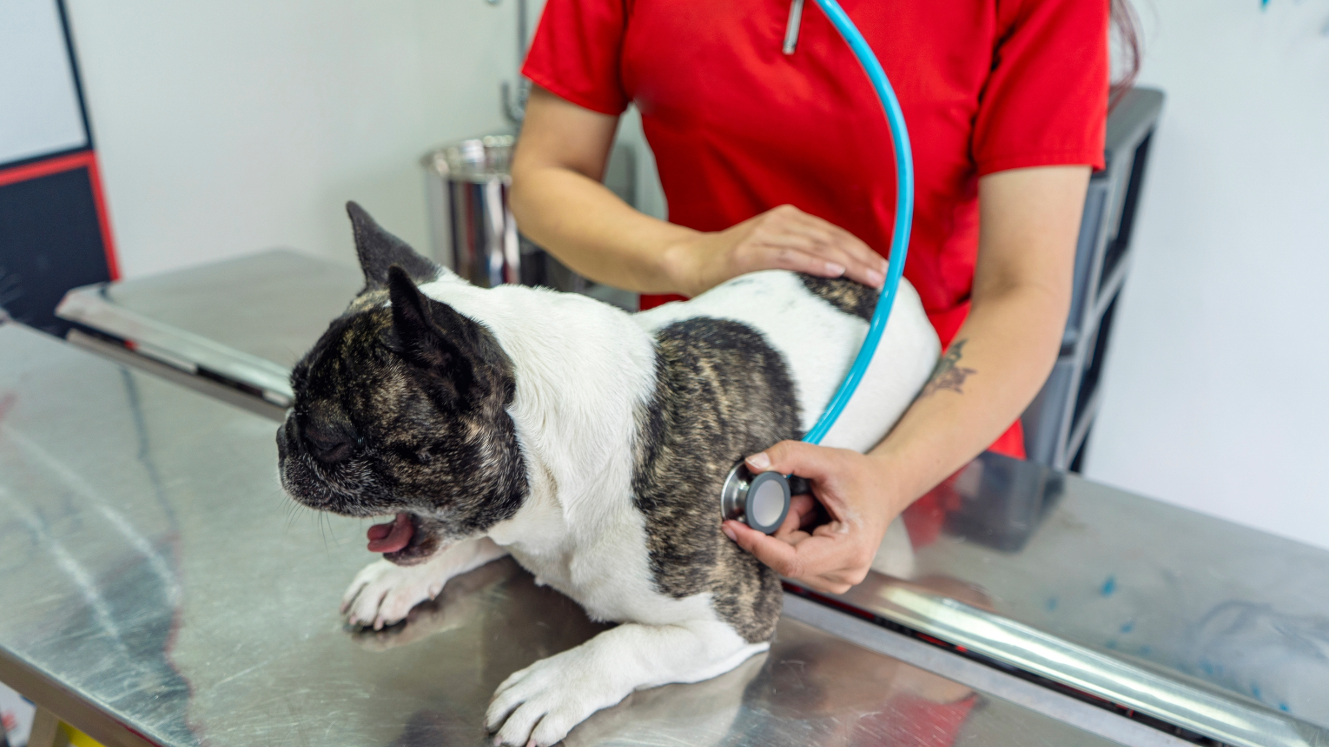 A dog having their chest listened to by a vet