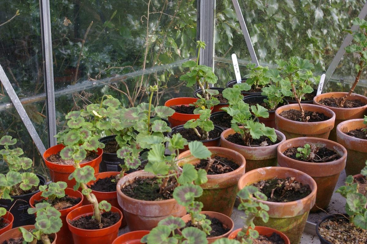 propagating-scented-geraniums-how-to-root-scented-geranium-cuttings