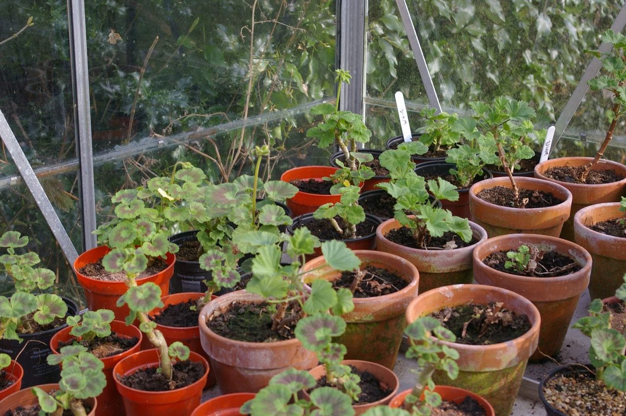 scented geranium cuttings