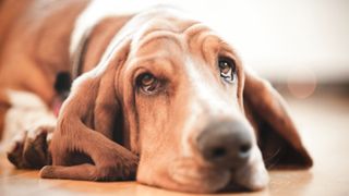 Basset Hound lying on floor with tears in eyes