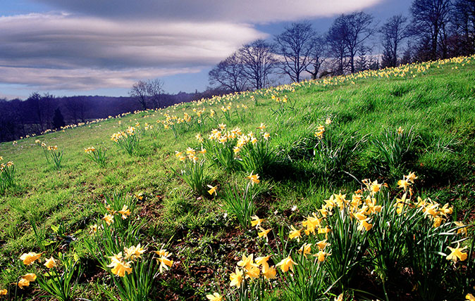 Wild Daffodils near Kempley