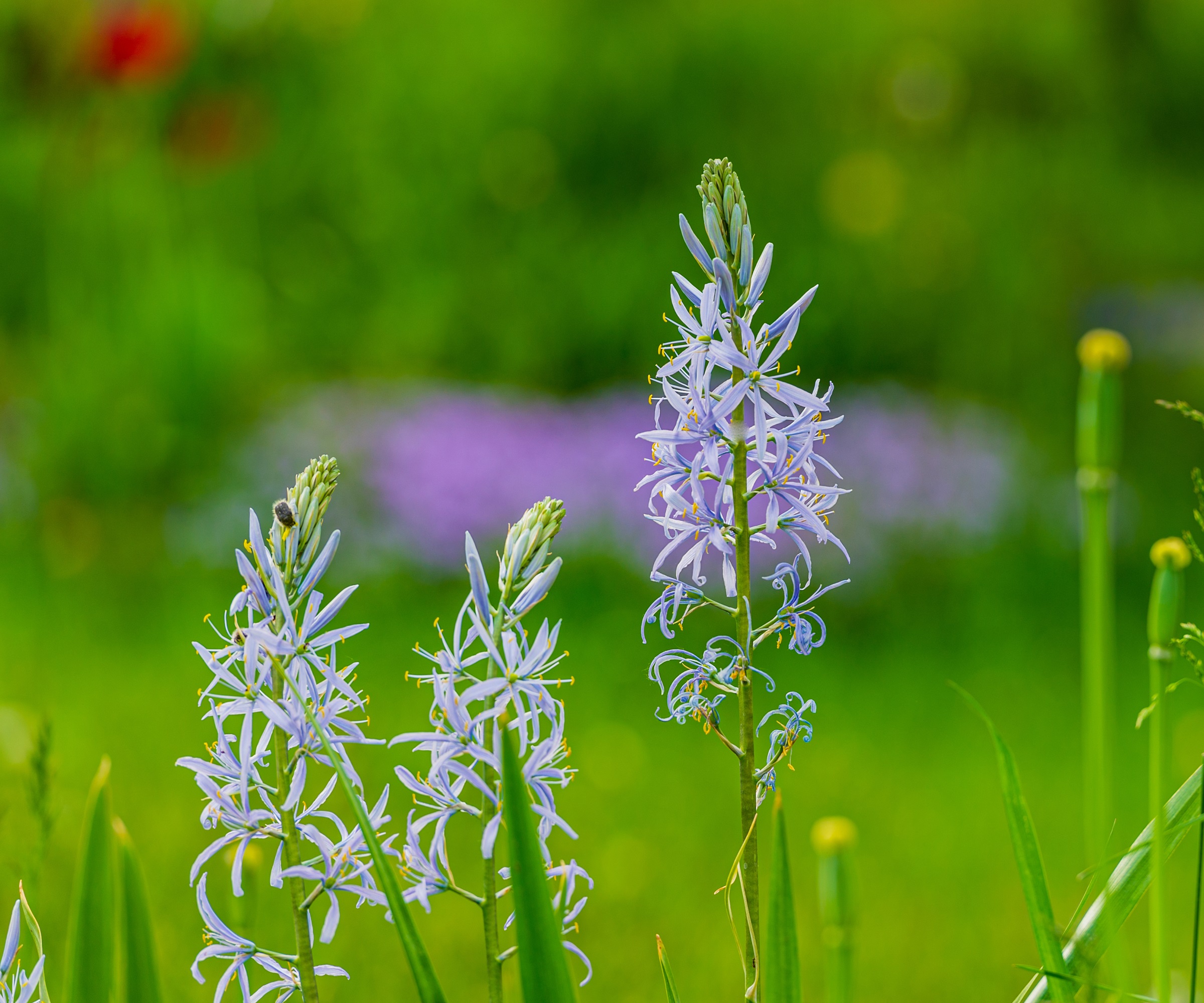 Camassia in garden