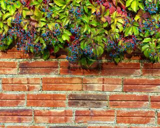 red brick garden wall with climbing plant