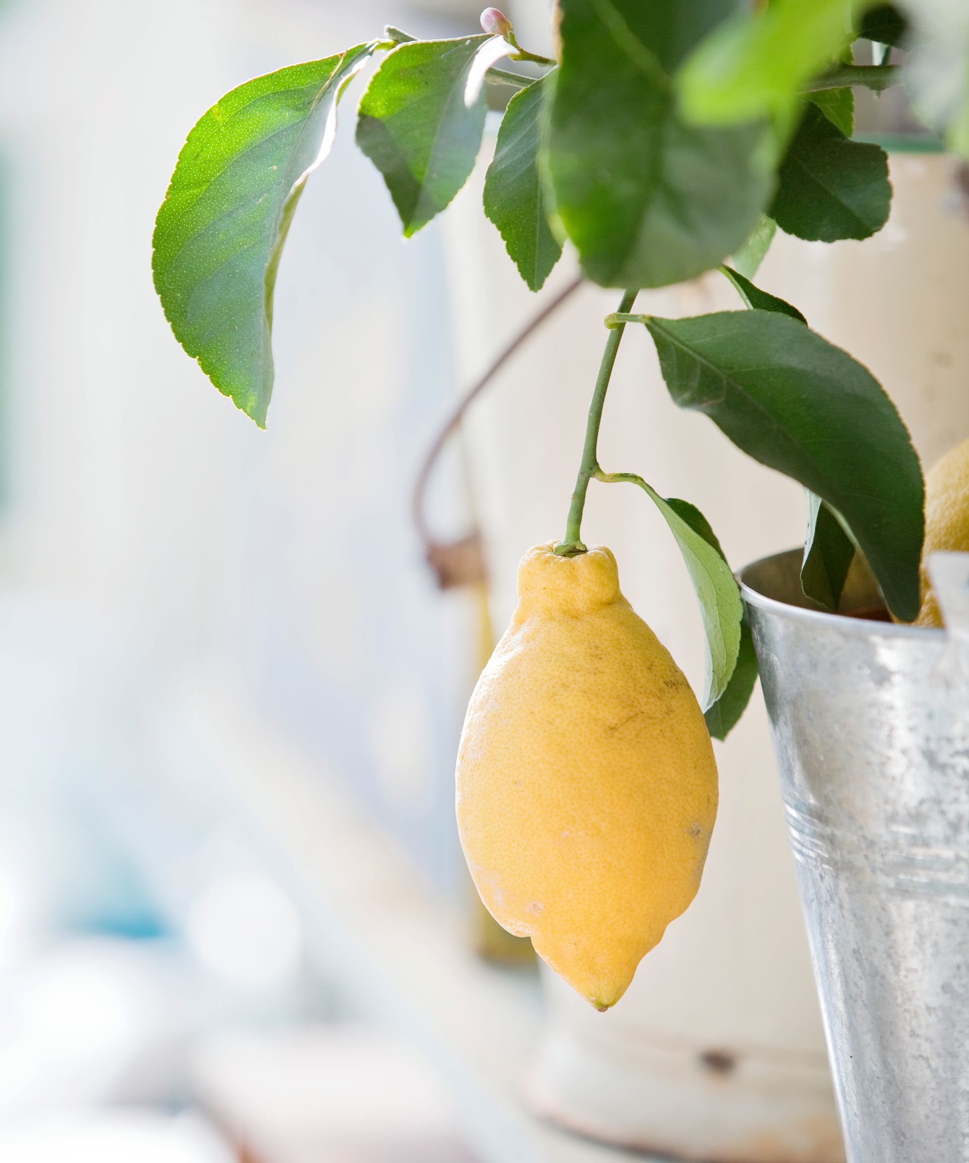 lemon tree in sunlight indoors in winter