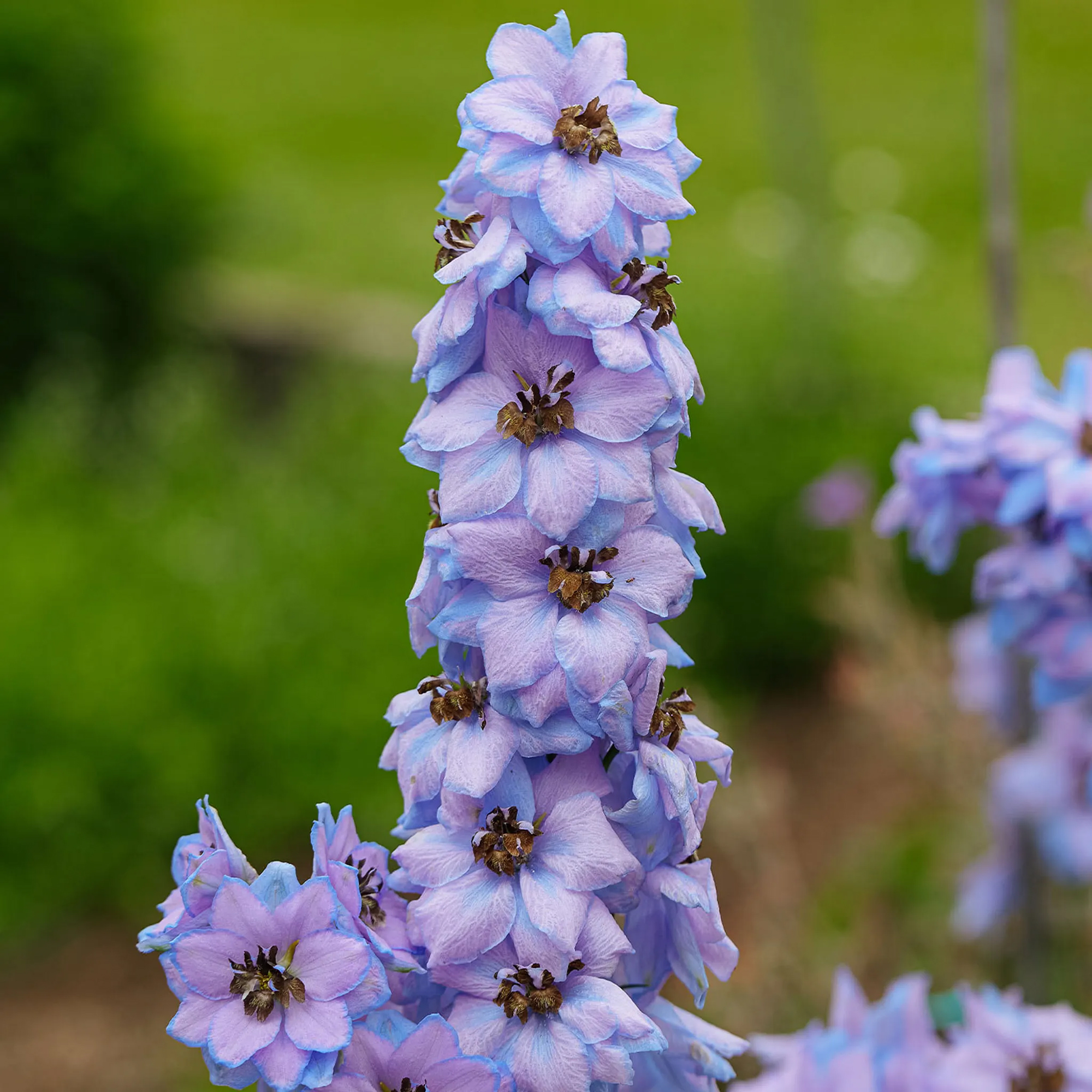 Blueberry Pie Delphinium Bare Root