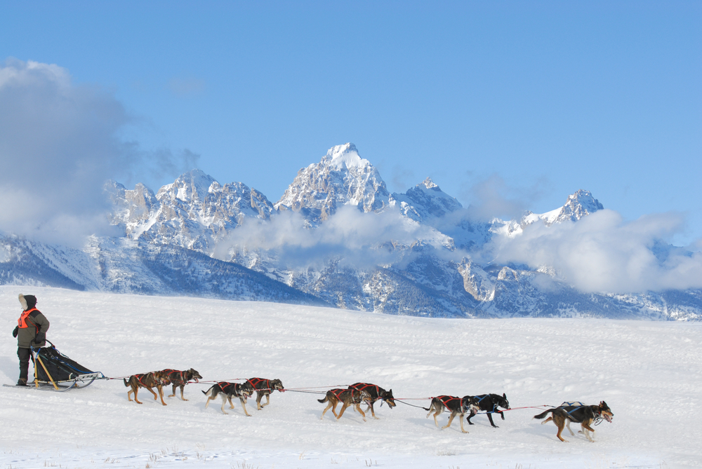 Iditarod photos, last great race, dogsledding