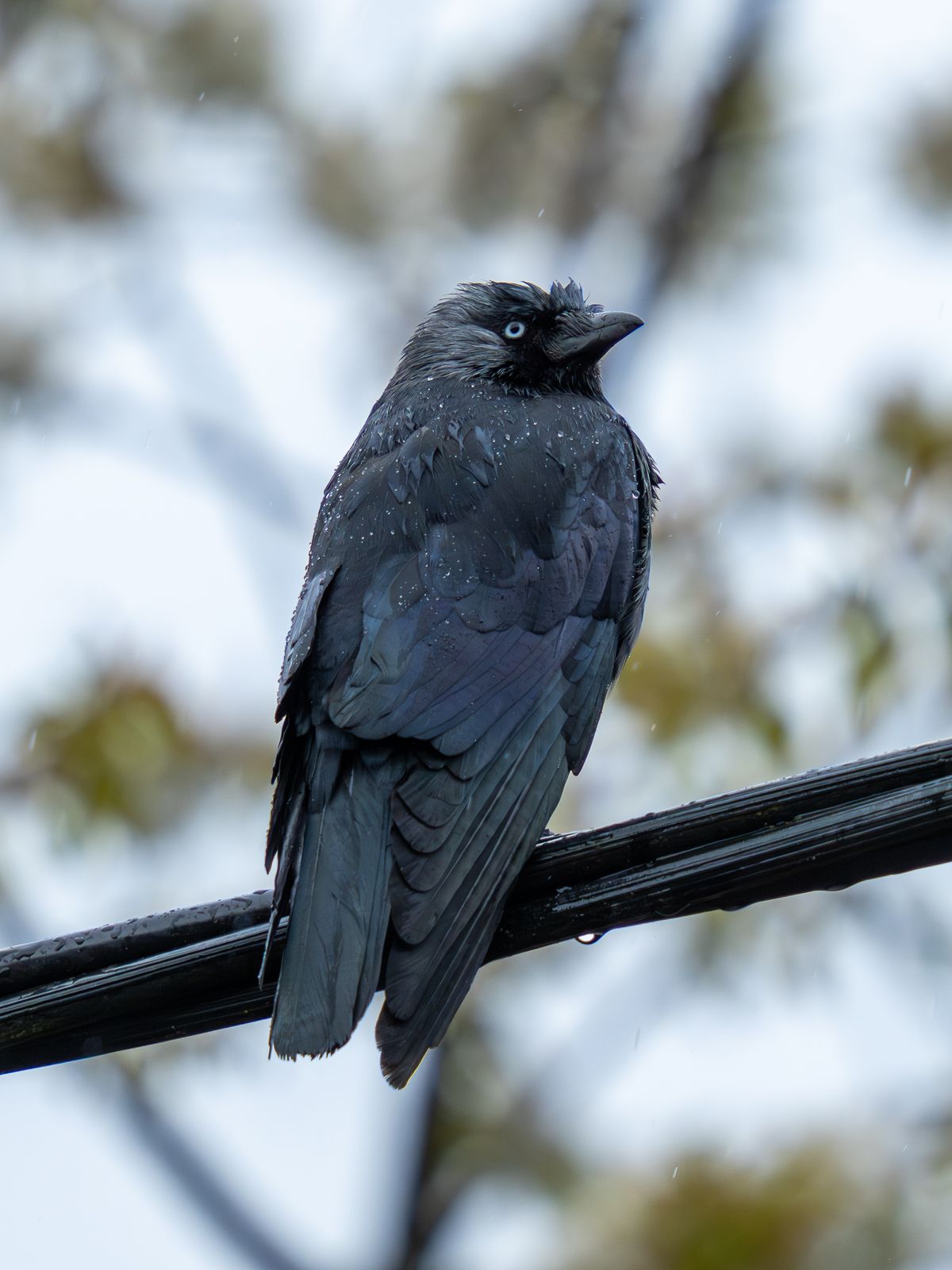 Jackdaw sitting on an electricity cable