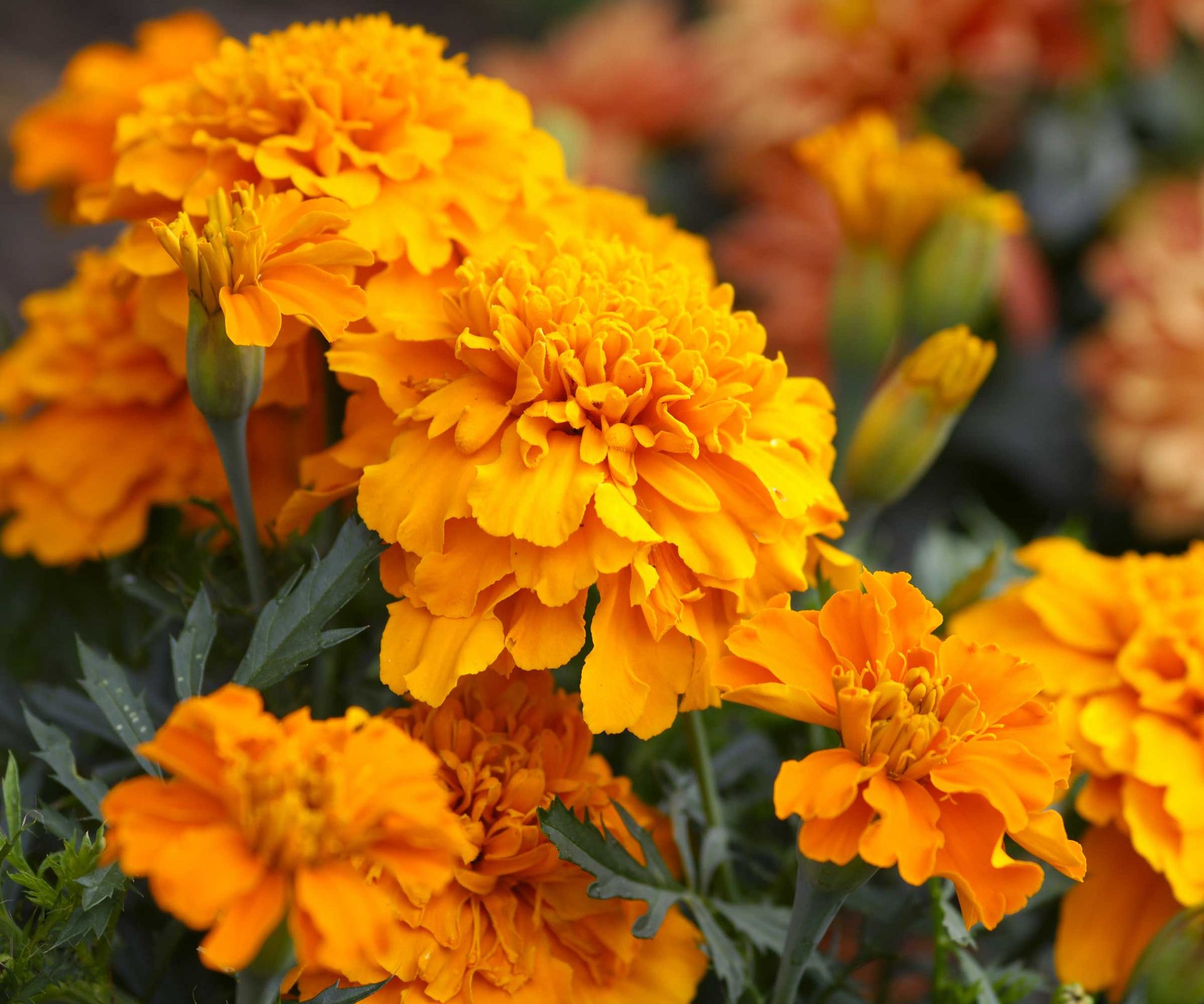 How to deadhead marigolds: in 3 easy steps | Homes & Gardens