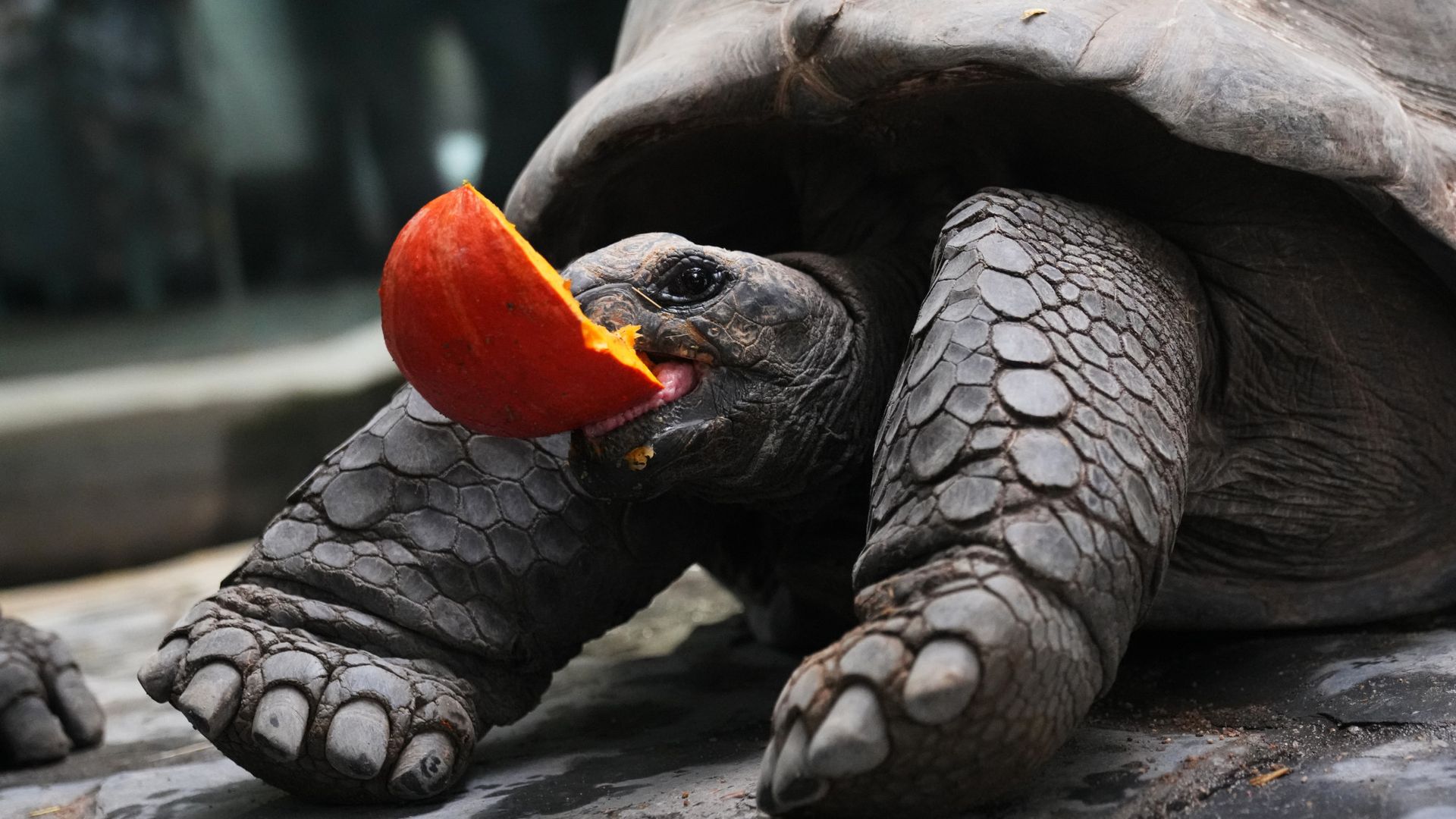 
                                A giant tortoise eats a slice of pumpkin at Prague Zoo in the Czech Republic
                            