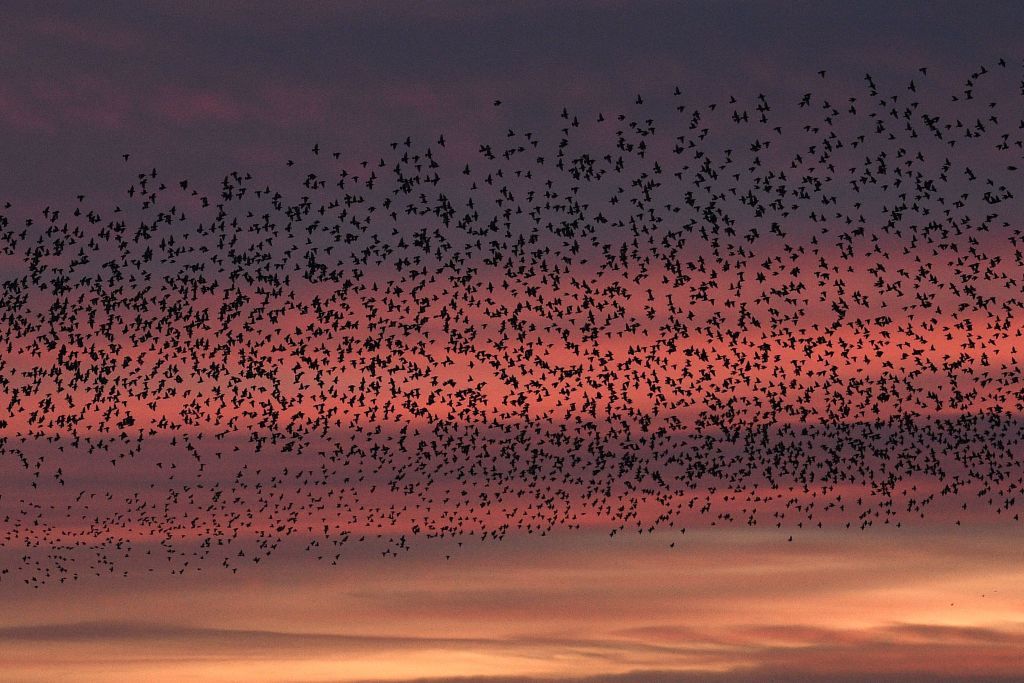 European starlings.