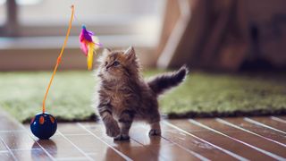 Kitten playing