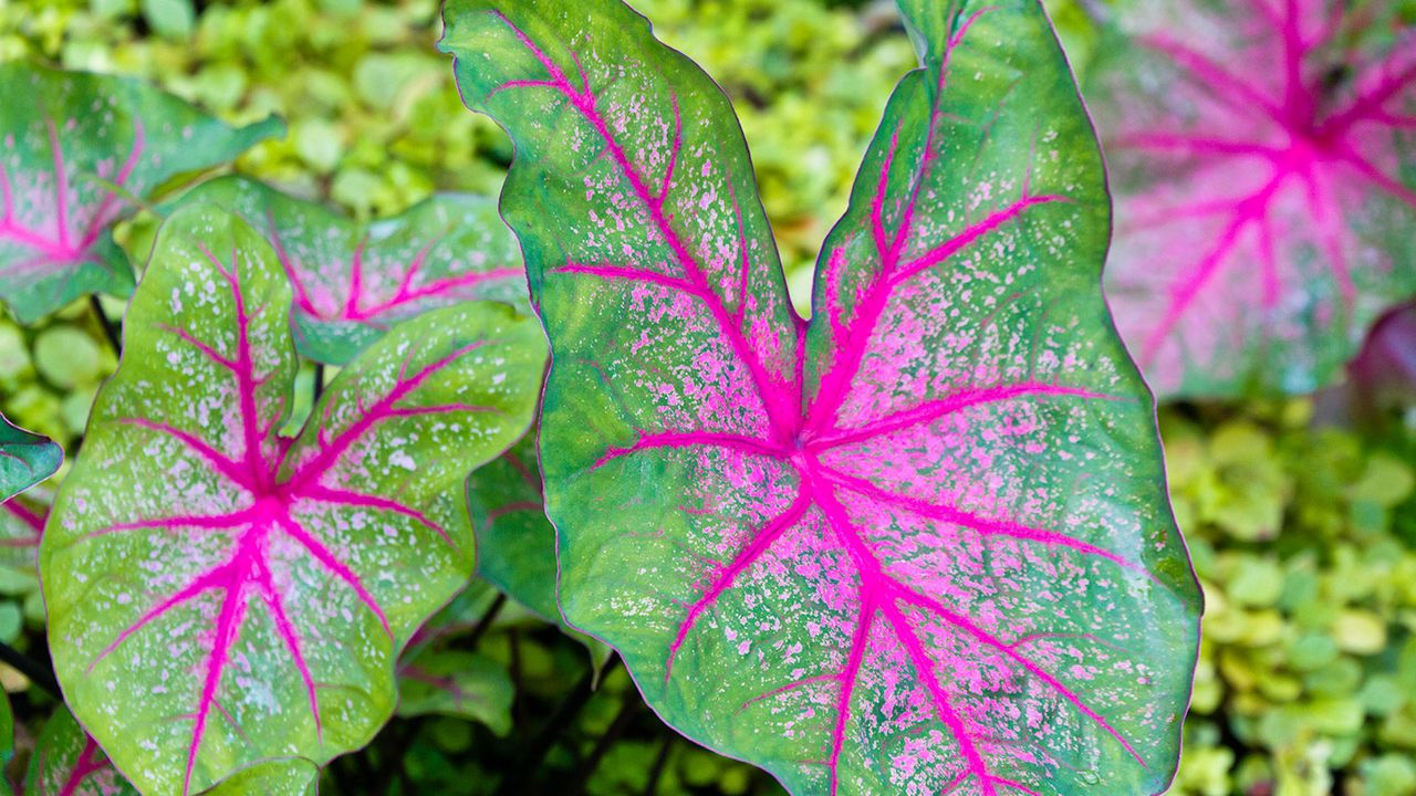 caladiums with bright pink and green foliage