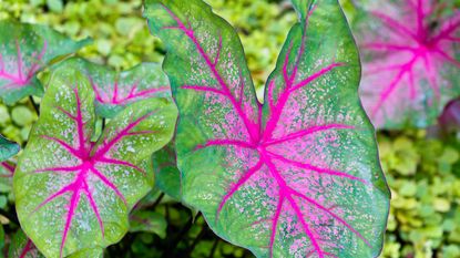caladiums with bright pink and green leaves