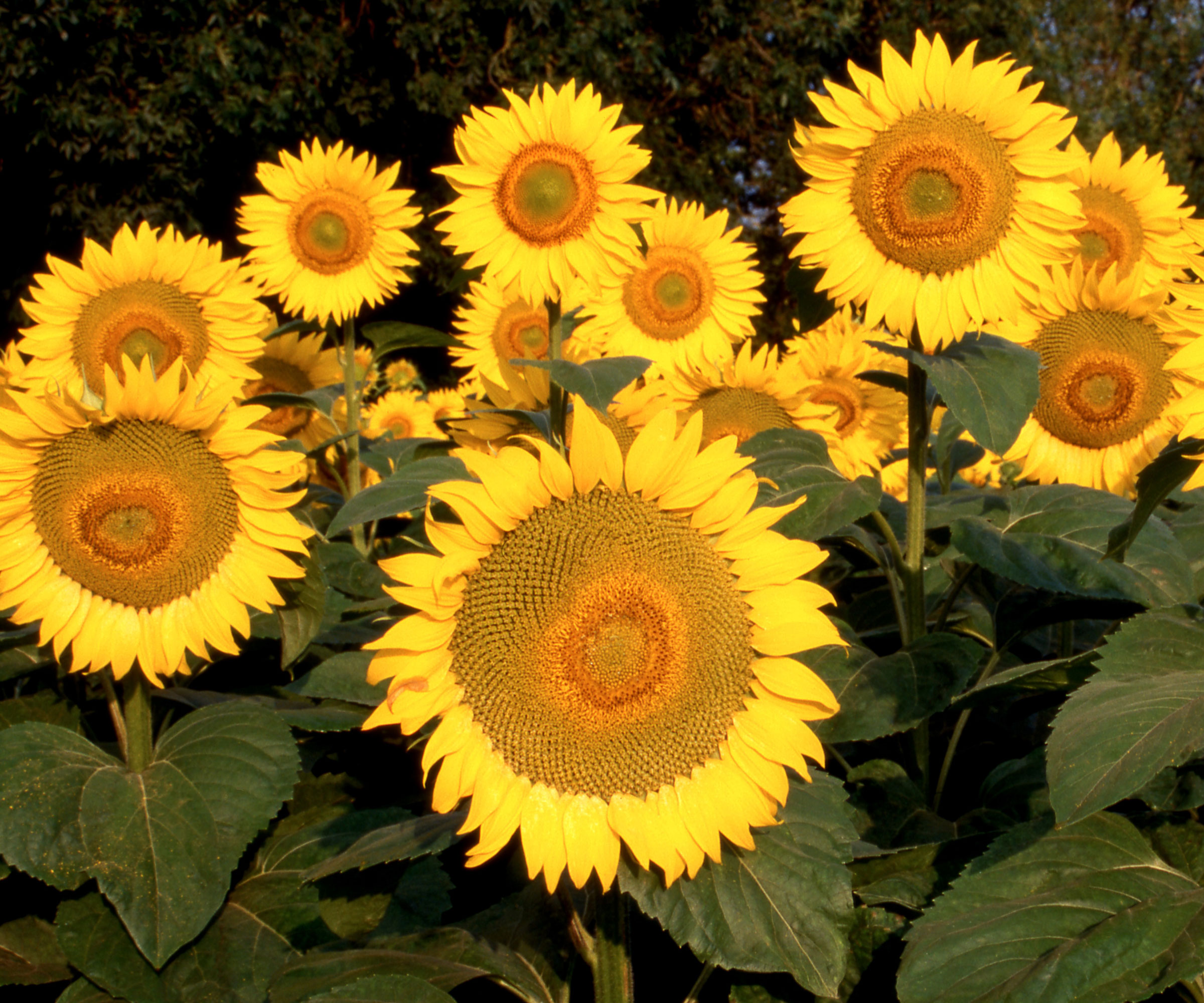 giant sunflowers with bright yellow flowers