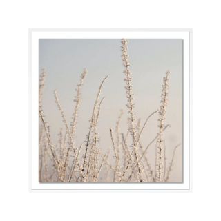 square framed picture of branches with white flowering buds against blue-pink sky