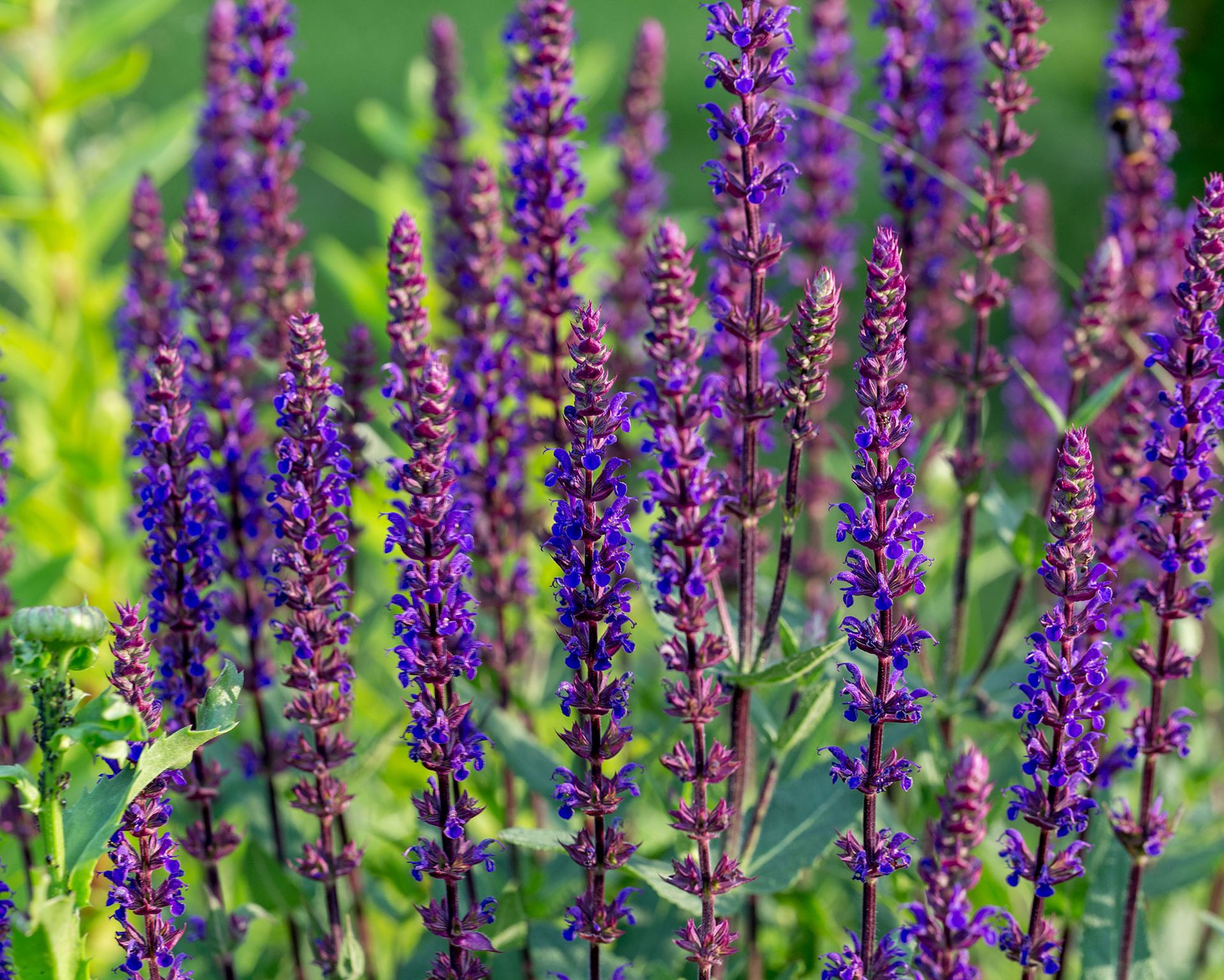 How to grow salvias: a step-by-step guide to growing these summer ...