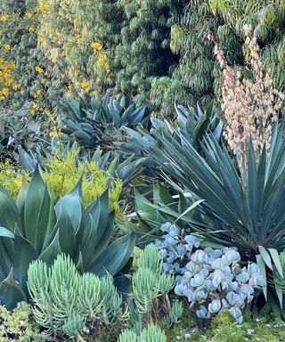 Cercidium ‘Desert Museum’ is a beautiful tree with long-lasting yellow flowers that here creates a backdrop to succulents such as Agave ‘Blue Flame’, Crassula arborescens, Seneco cylindricus, and a spiky yucca