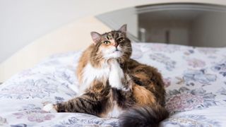 Cat sitting on bed and scratching under their chin