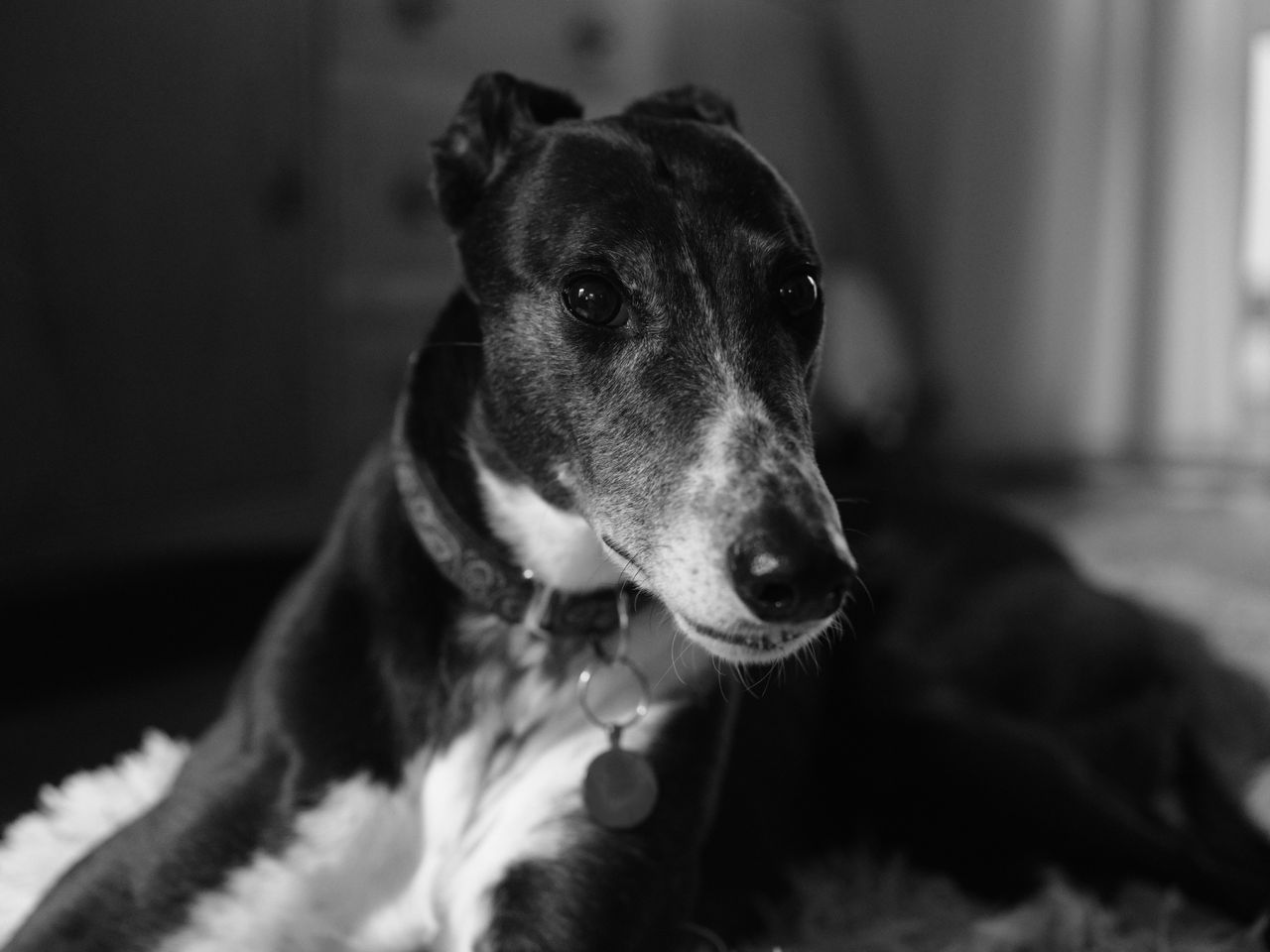 A black and white photo of a greyhound taken on the Fujifilm GFX100 II