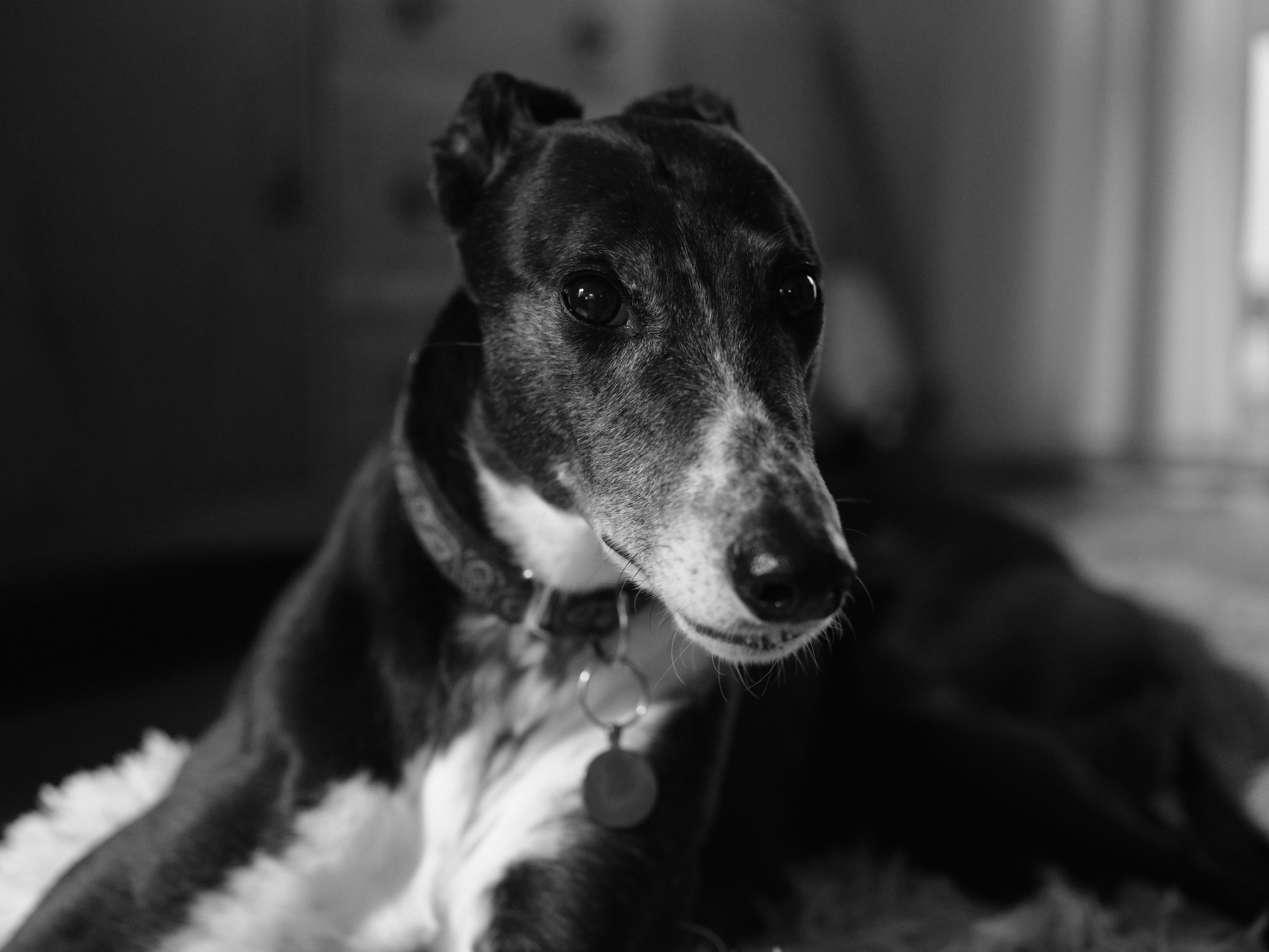 A black and white photo of a greyhound taken on the Fujifilm GFX100 II