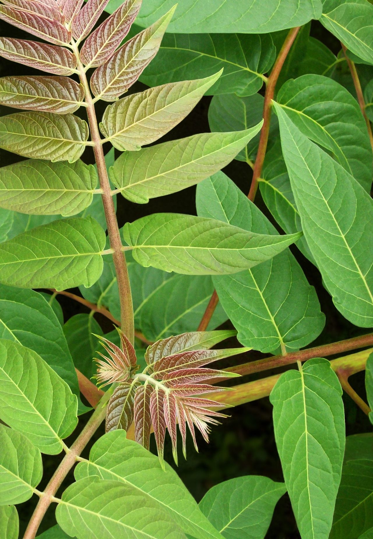 Green-Brown Leafy Invasive Plants