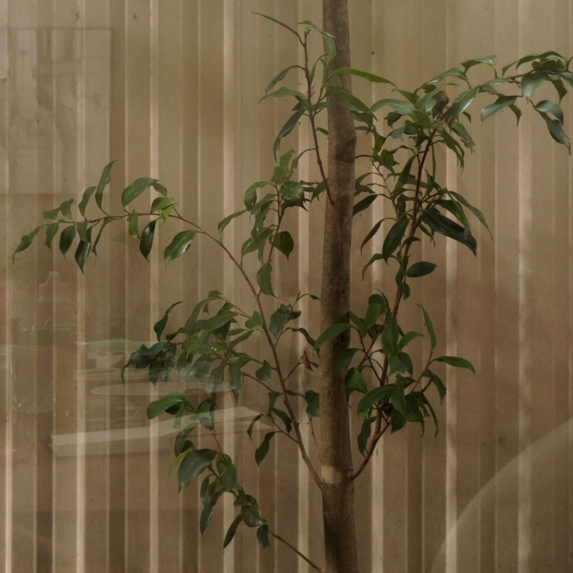 Tree as seen through window