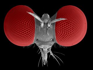 A scanning electron microscope image of the eyes of the robber fly <em>Holcocephala</em>.