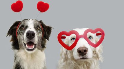 Two dogs "smile." One wears a headband with red hearts, and the other has red heart-shaped glasses on.