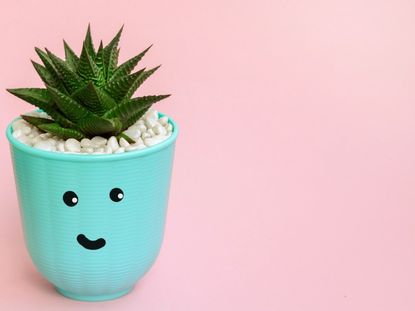 a spiky succulent grows in a light blue pot with a smiley face painted on it