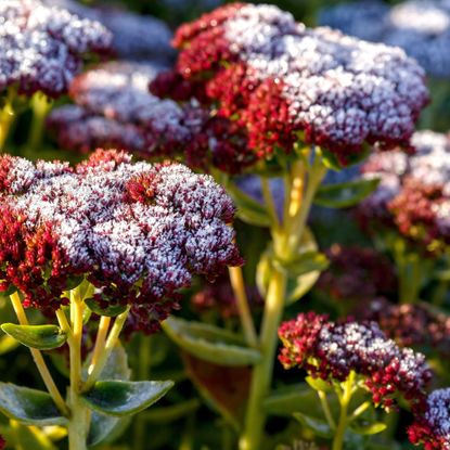 sedum perennial plants covered in winter frost