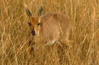 Female Oribi (Ourebia ourebi) are small antelope.
