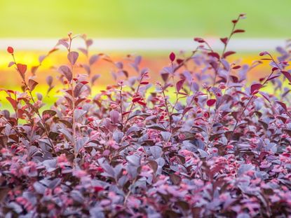 Purple Loropetalum Plant