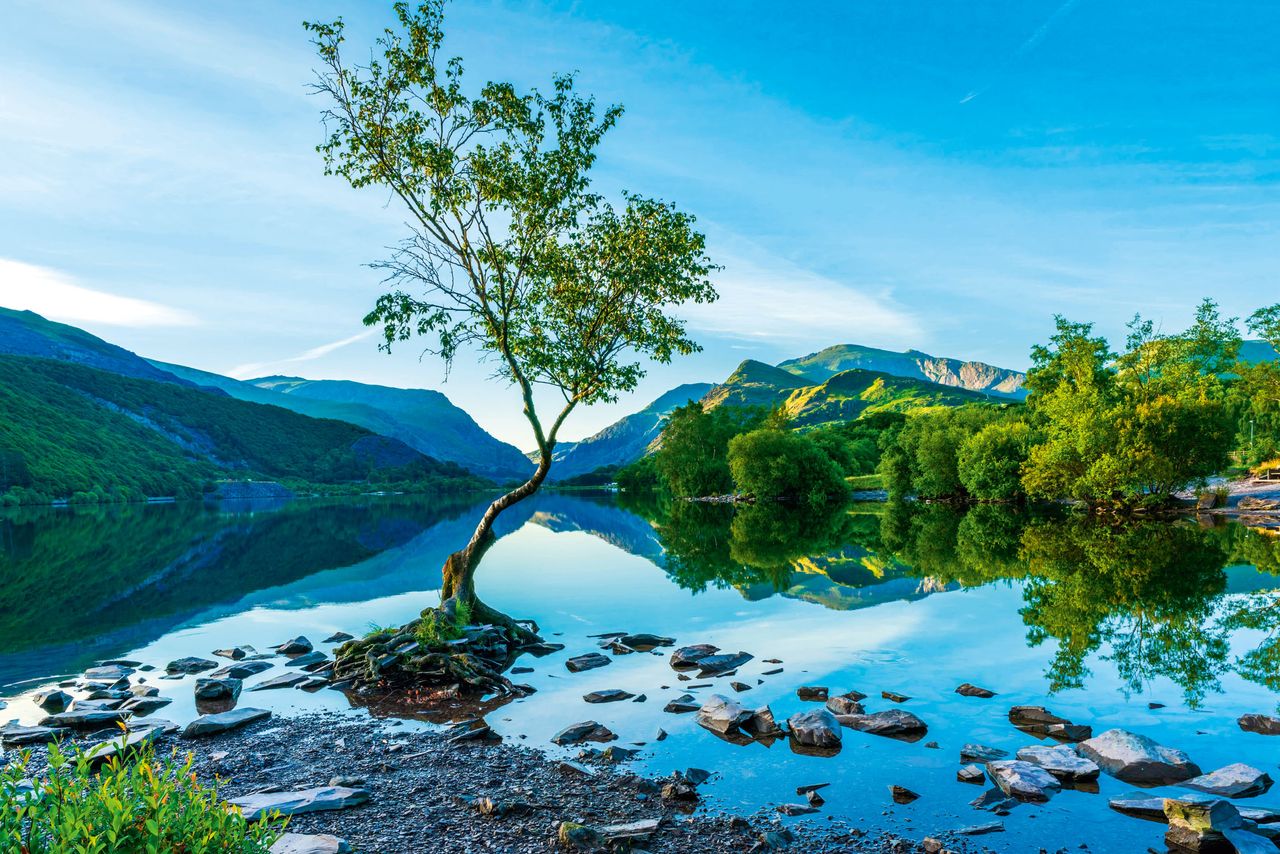 The Lone Tree on Llyn Padarn lake in LLanberis, Wales.