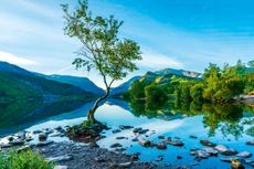 The Lone Tree on Llyn Padarn lake in LLanberis, Wales.