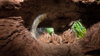 Three brown rabbits sit in a tunnel