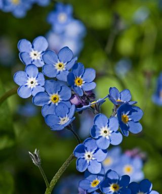 How-to-identify-wildflowers-forget me not