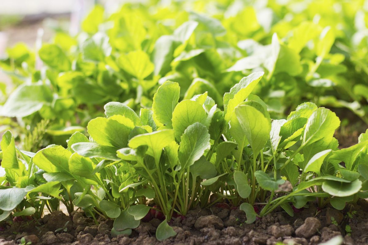 Harvesting Radish Leaves - Learn When And To Harvest Radish Greens ...