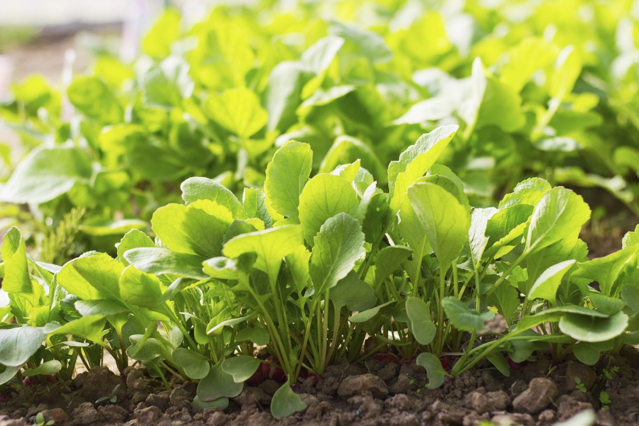 Rows Of Radish Plants Sprouting